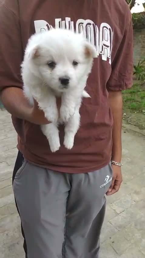 Pomeranian Puppy, farm video