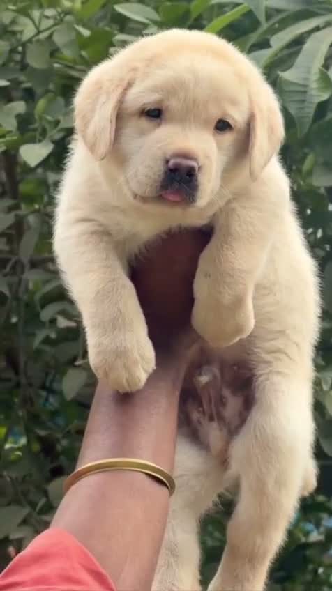 Beagle Black & Tan Puppy, farm video