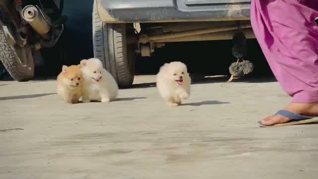 Culture Toy Pom Puppy | Black, farm video