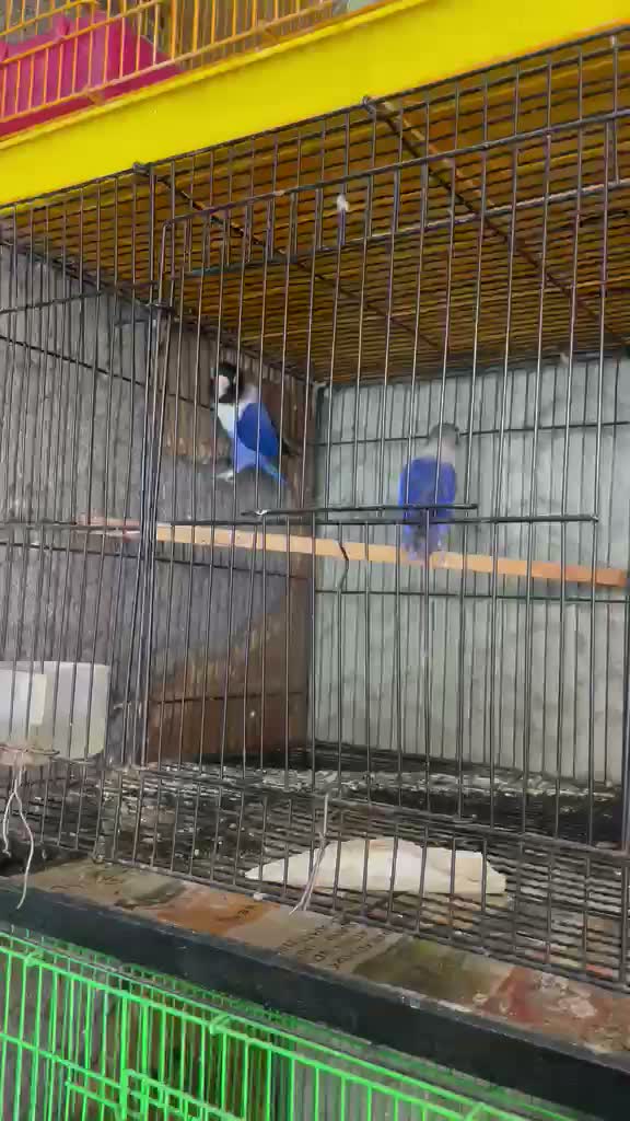 African Love Birds, farm video
