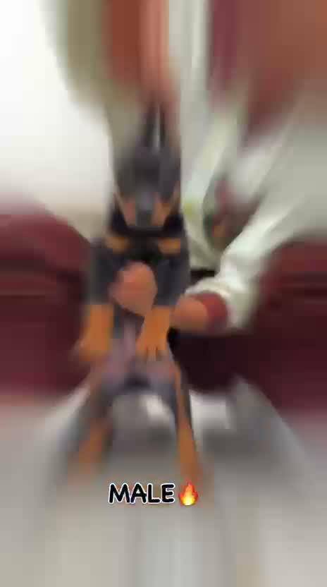 Doberman Pinscher Puppy | Brown & Tan, farm video