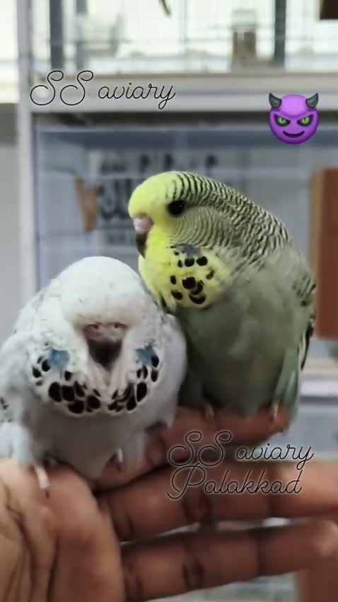 Exhibition Budgies, farm video