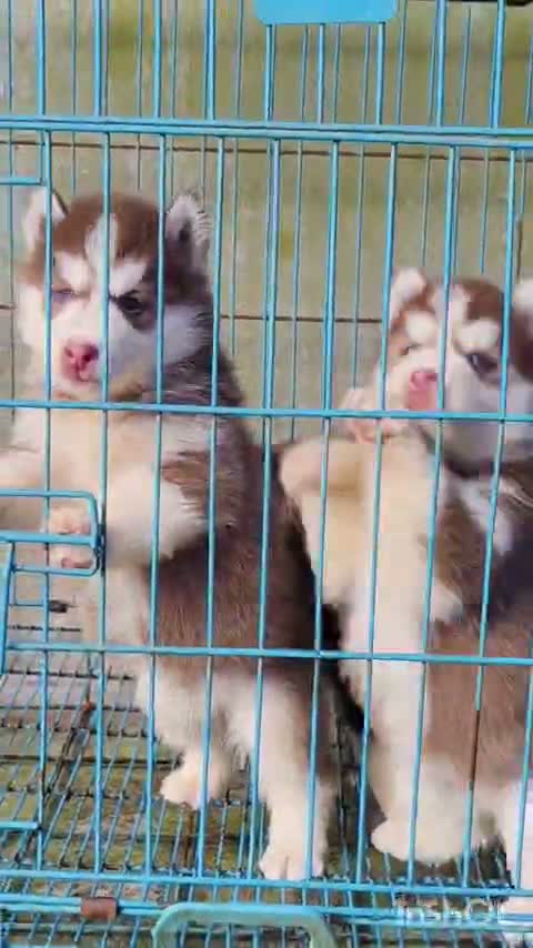 Siberian Husky Puppy | Black & White Color, farm video