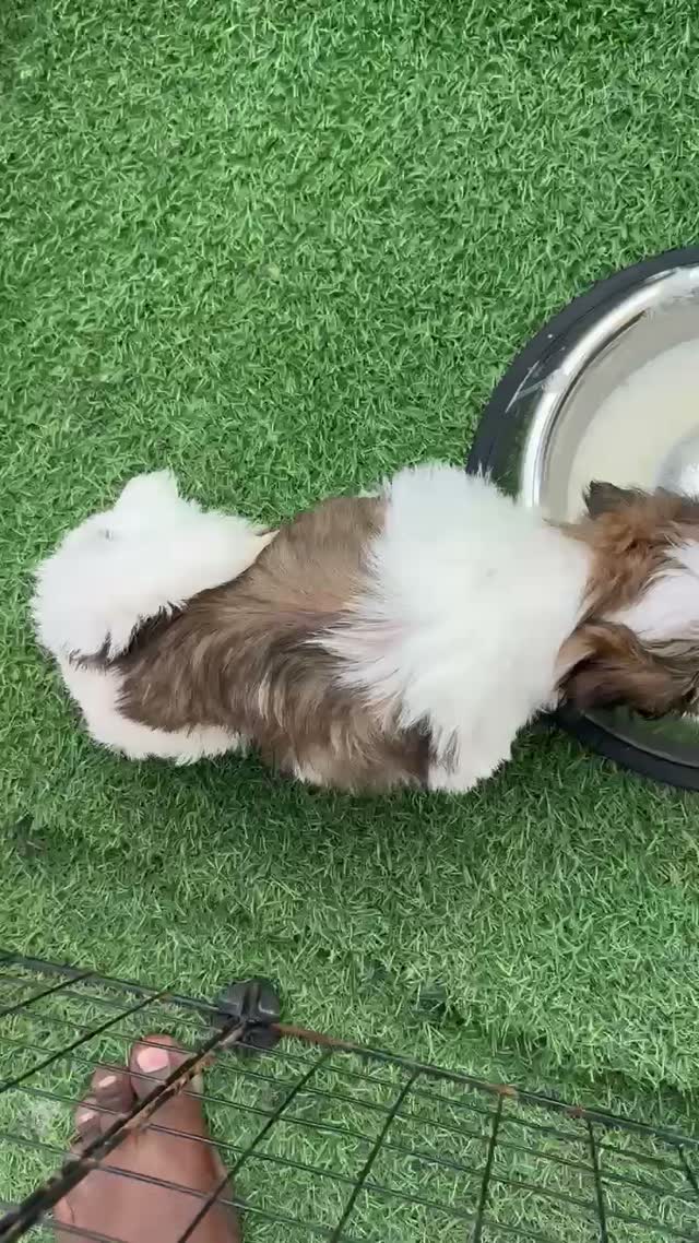 Dachshund Puppy | Brown, farm video