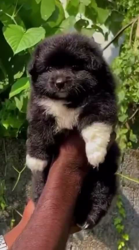 Pomeranian Puppy, farm video