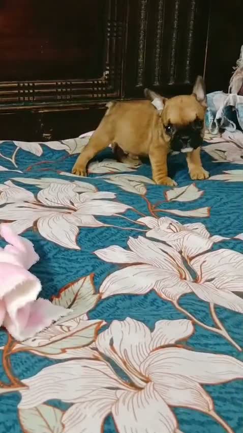 French Bulldog Puppy, farm video