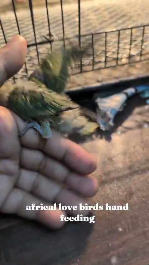 African Love Birds | Opaline, farm video