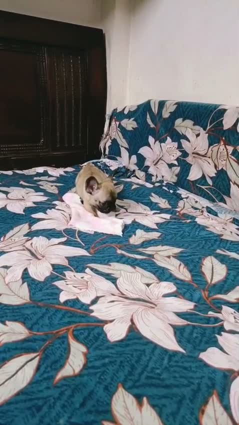 French Bulldog Puppy, farm video