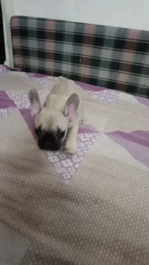 French Bulldog Puppy, farm video
