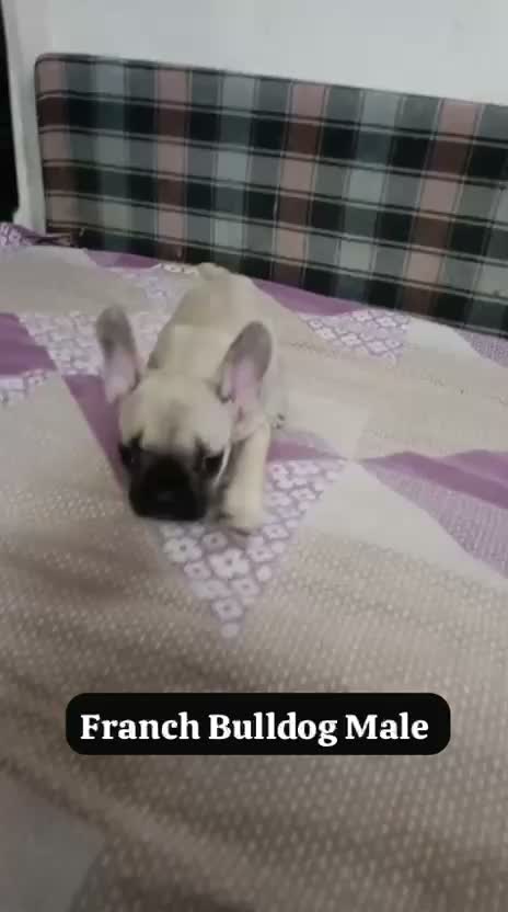French Bulldog Puppy, farm video