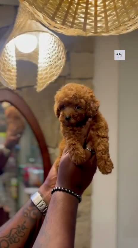 Standard Poodle Puppy | White, farm video