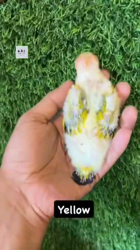 Sun Cheek Conure, farm video