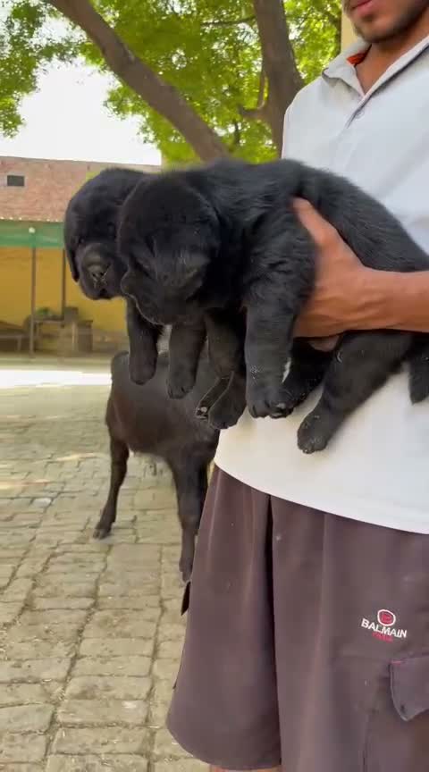 Beagle Black & Tan Puppy, farm video