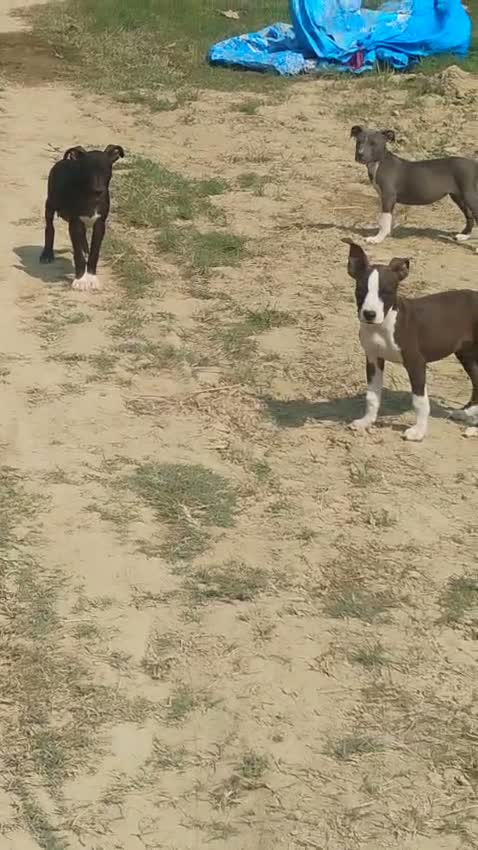 Pitbull Terrier Puppy, farm video