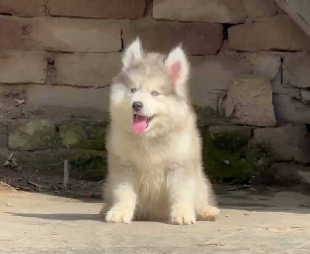Siberian Husky Puppy | Black & White Color, farm video