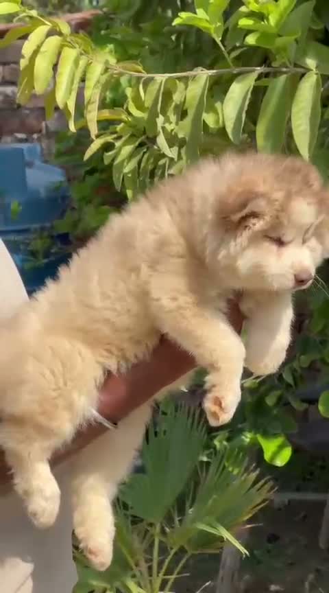Siberian Husky Puppy | Black & White Color, farm video
