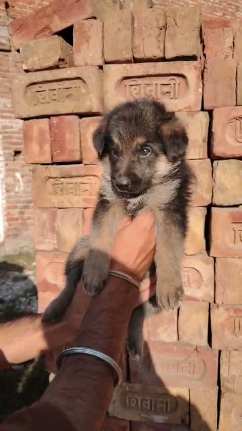 German Shepherd Puppy, farm video