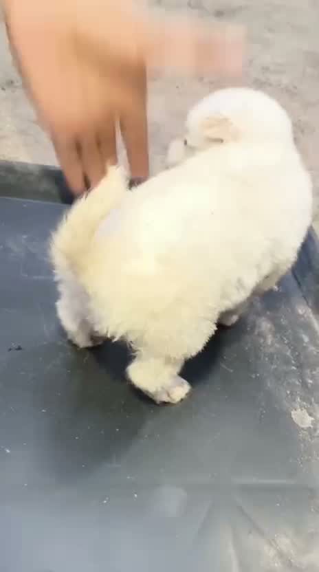 Culture Pom Puppy, farm video
