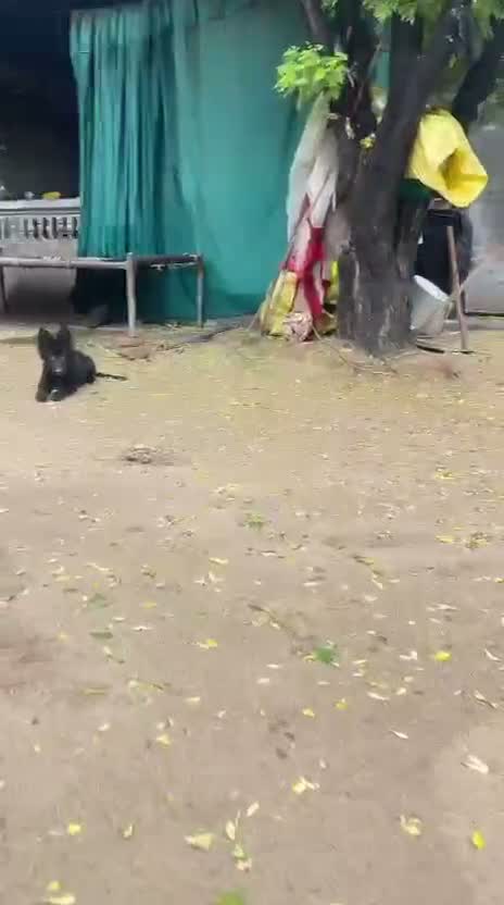 German Shepherd Puppy, farm video