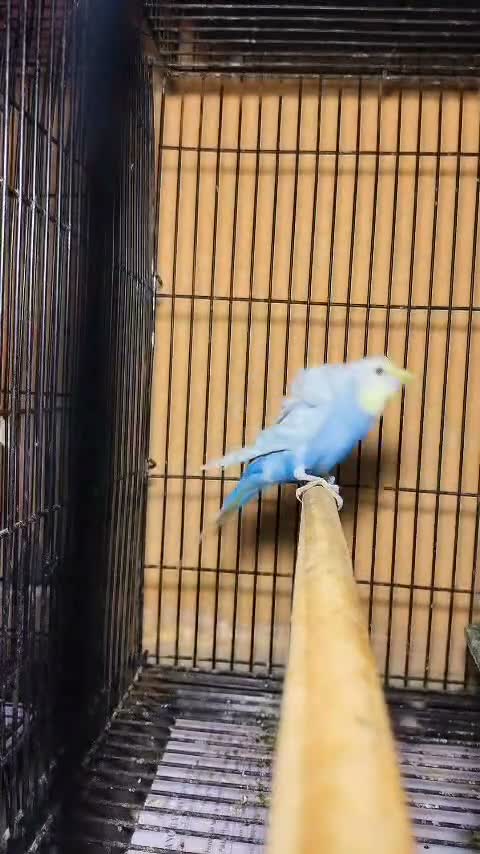 Hogoromo Budgies, farm video