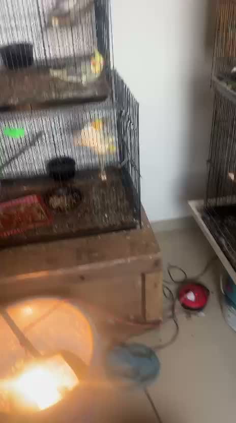 Cockatiel | Pied, farm video