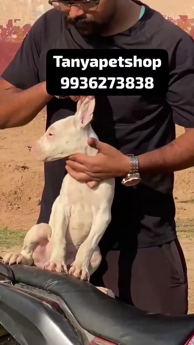 Dogo Argentino Puppy, farm video