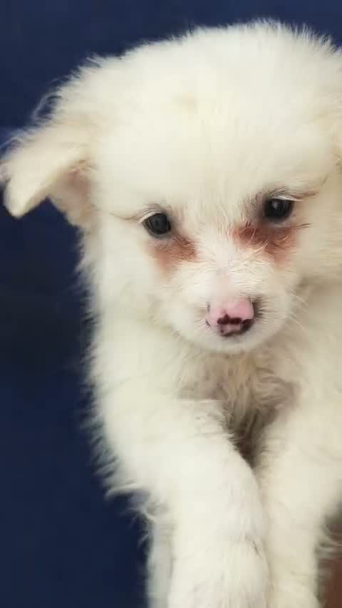 Culture Pom Puppy, farm video