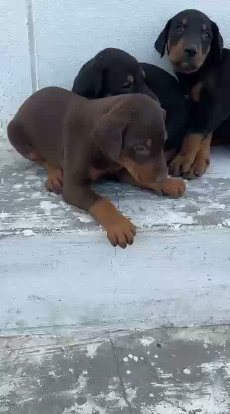 Doberman Pinscher Puppy | Brown & Tan, farm video