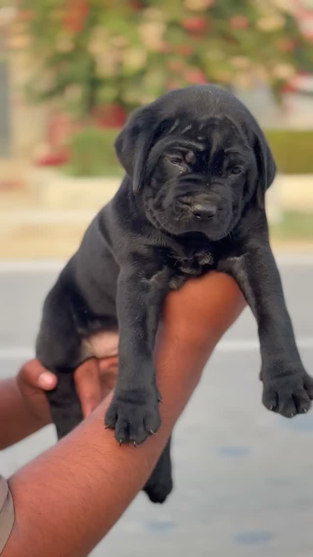 Cane Corso Puppy, farm video