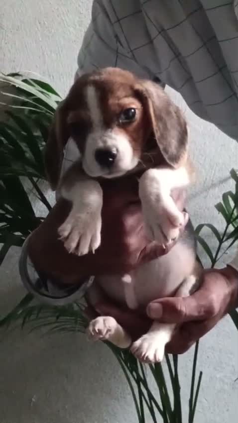 Beagle Black & Tan Puppy, farm video