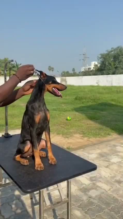 Dachshund Puppy | Brown, farm video