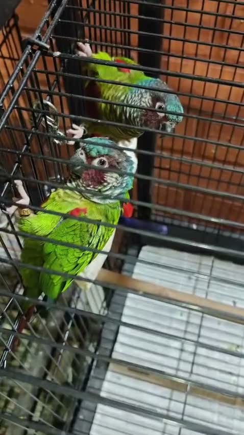 Small Cheek Conure, farm video