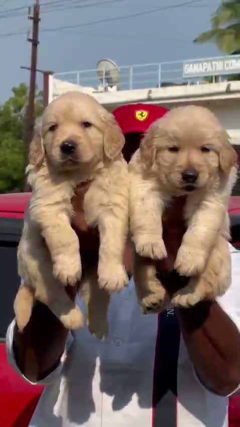 Dachshund Puppy | Brown, farm video