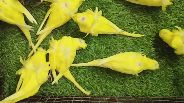 Helicopter Budgies, farm video