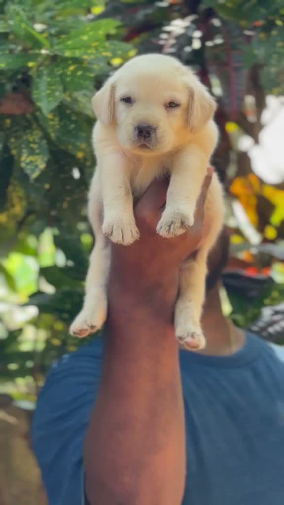 Beagle Black & Tan Puppy, farm video