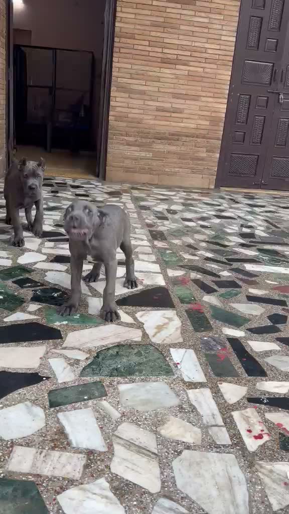 Dachshund Puppy, farm video