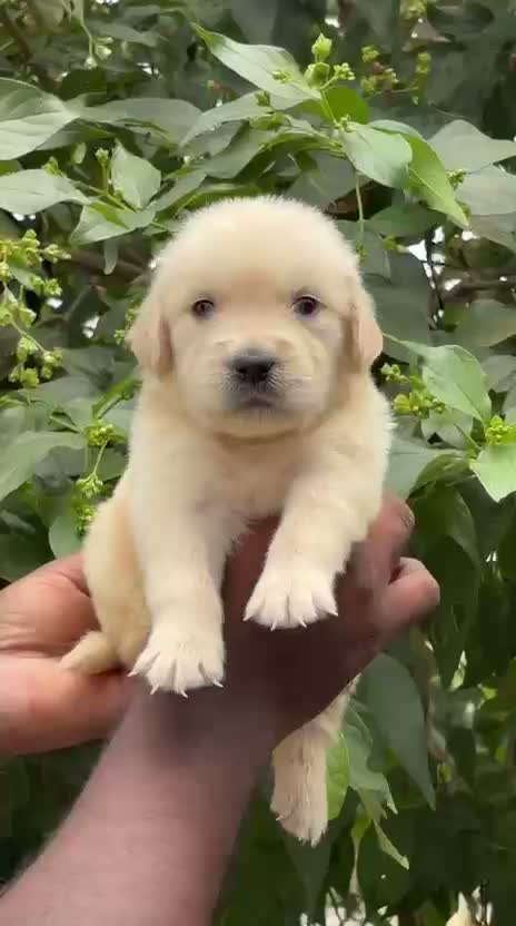 Dachshund Puppy, farm video