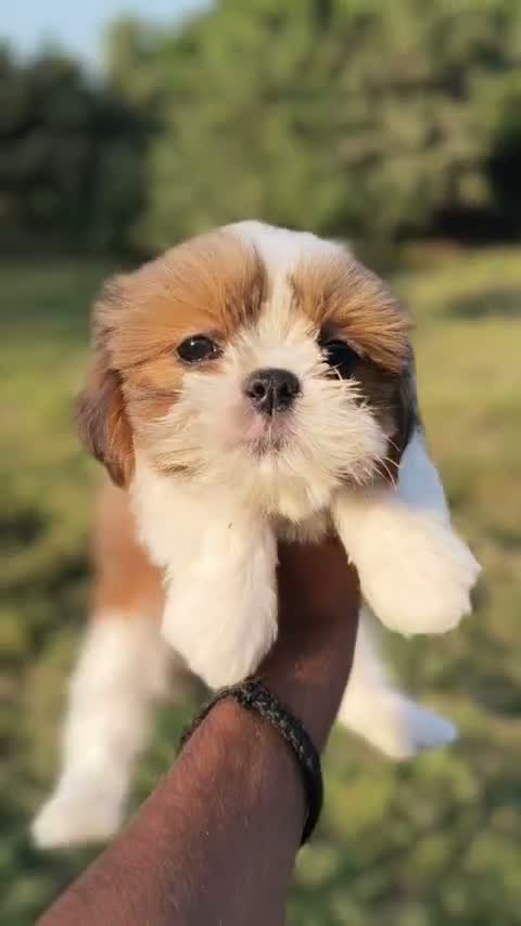 Dachshund Puppy, farm video