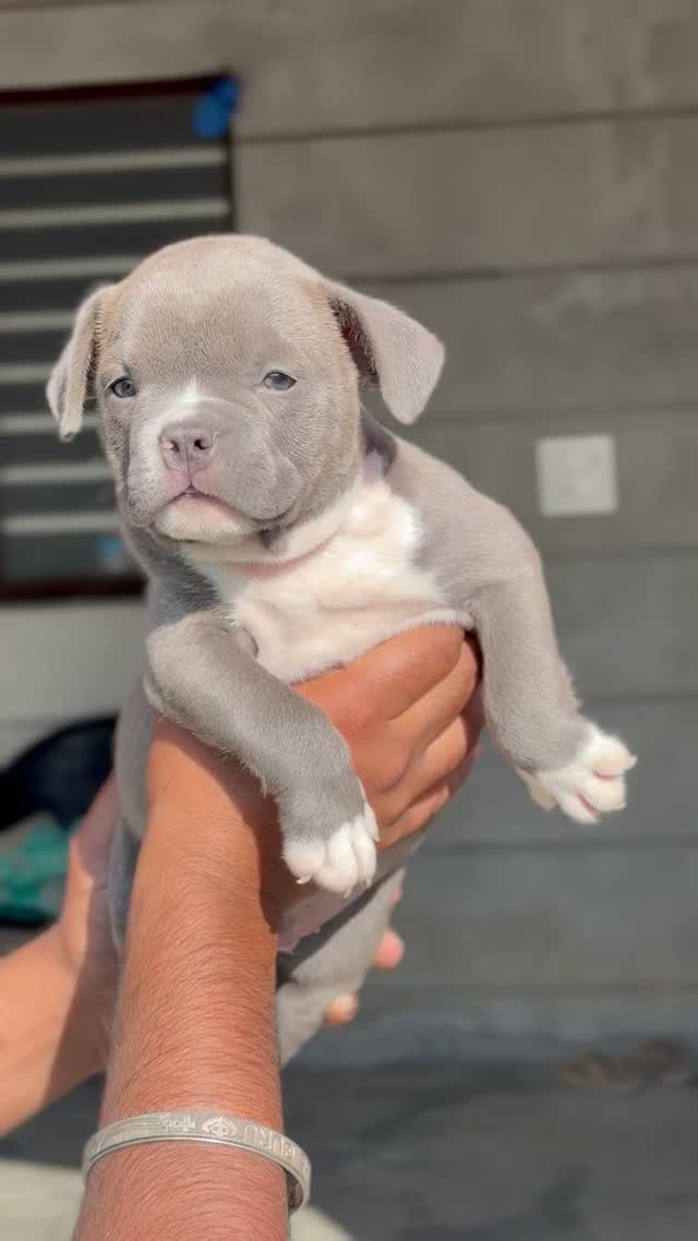American Bully XXL Size Puppy, farm video