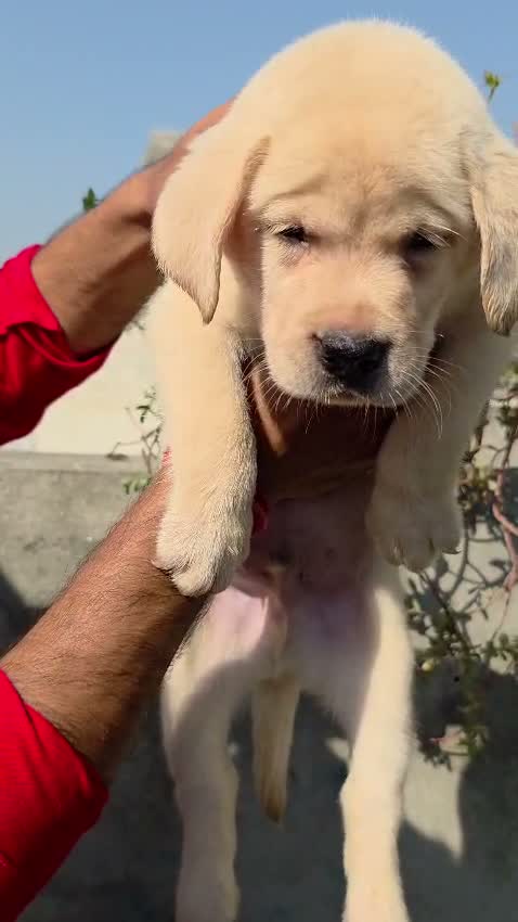 Beagle Black & Tan Puppy, farm video