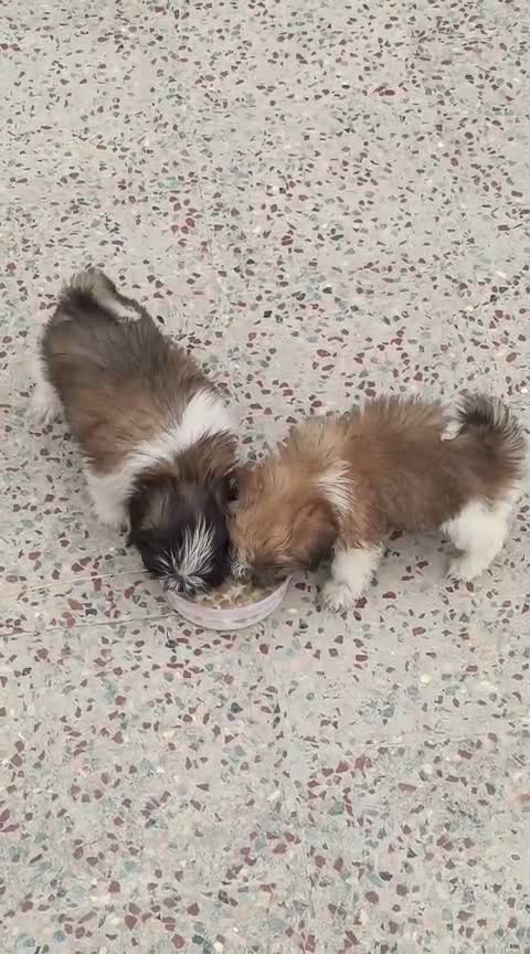 Dachshund Puppy, farm video