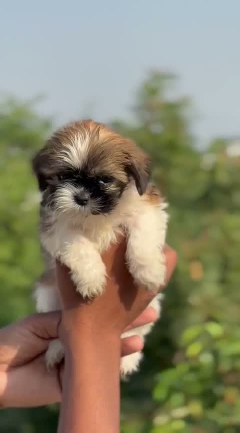 Dachshund Puppy, farm video