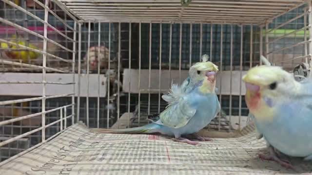 Budgies | Fallow, farm video