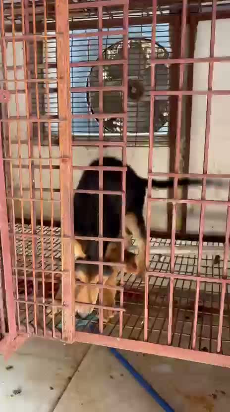German Shepherd Puppy, farm video