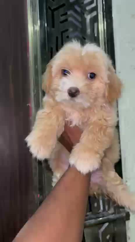 Dachshund Puppy, farm video