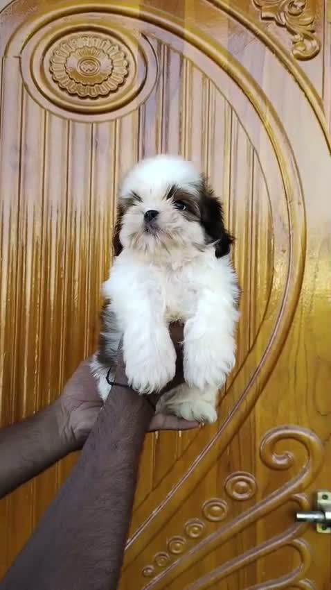 Shih Tzu | Black Color, farm video