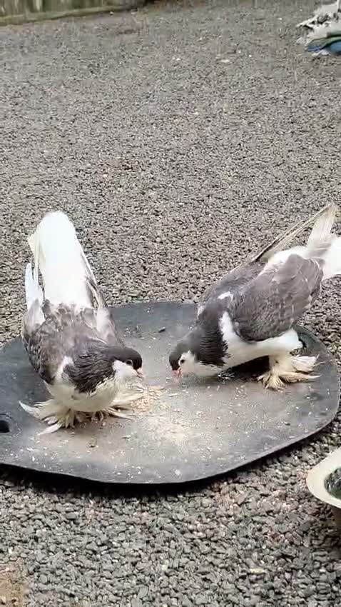 Homer Pigeon, farm video