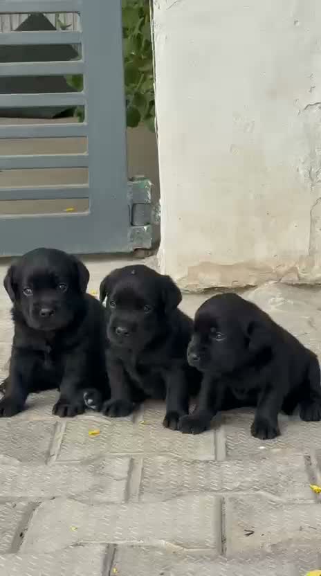 Beagle Black & Tan Puppy, farm video