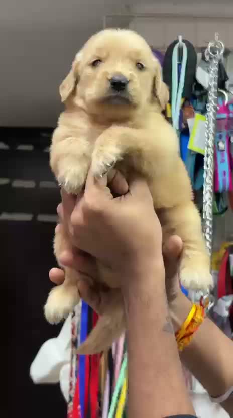 Dachshund Puppy, farm video