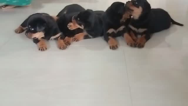 Rottweiler Puppy, farm video